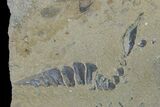 Lot: Unprepared Trilobites From Morocco (Zlichovaspis, Reedops?) #101607-1